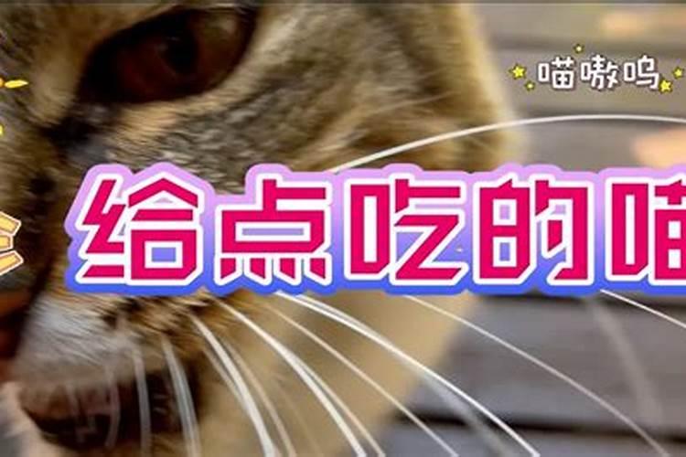 猫跟着我回家,什么征兆？