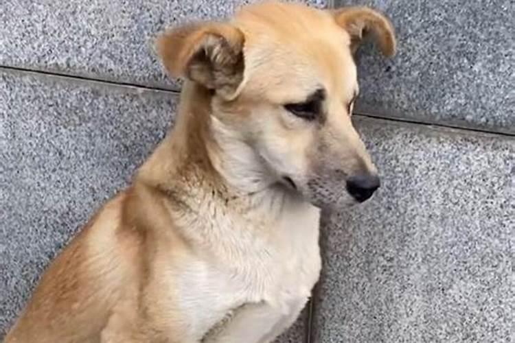 家里突然来了只流浪猫,这是好兆头吗？