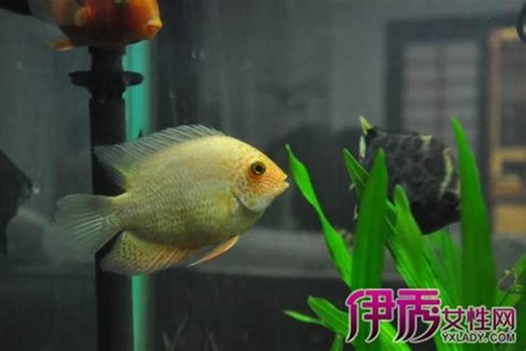 为什么从我养鱼开始财运就不好