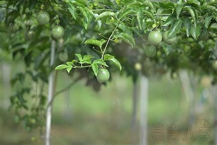 端午节的葫芦挂在门里还是门外端午节的葫芦挂在屋里还是屋外