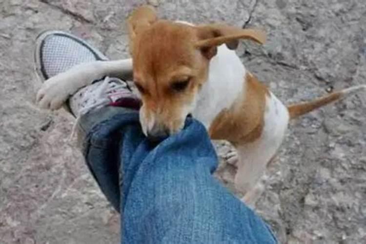 梦见狗咬裤脚是什么意思？