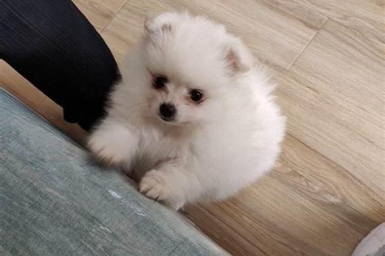 梦见狗咬裤脚是什么意思