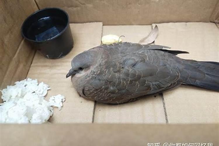 捡到只鸽子201532518960是啥意思