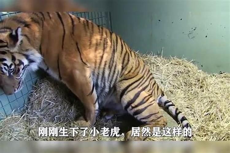 元宵节是几月初几？(农历)