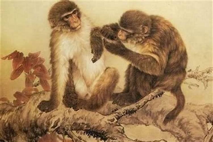 属猴人2024年全年运势运程 属猴人2024年每年运势及运程详解
