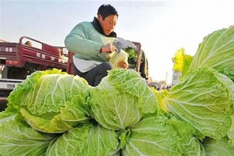 女属鸡男属猪婚姻配吗