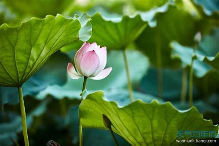 夏至有什么花 夏至时节有什么花开