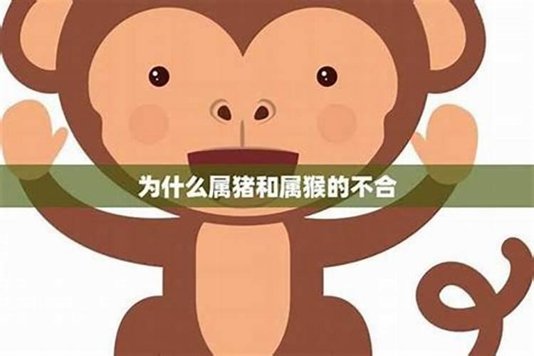 猪猴属相相配吗 猪猴婚姻真的很差劲吗