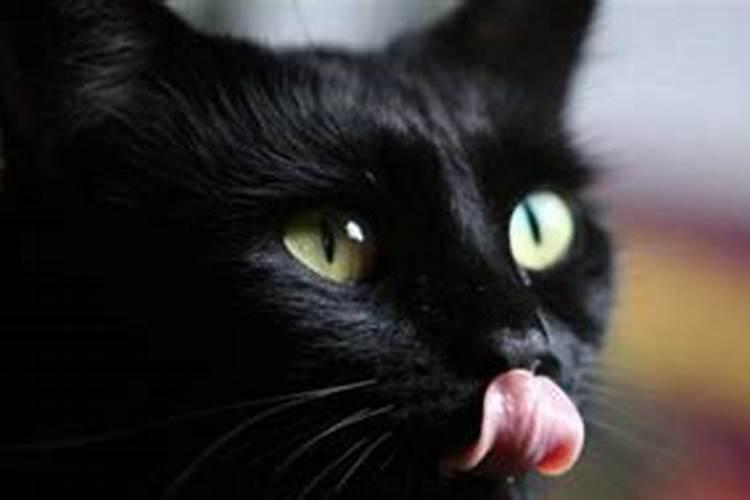 出门遇见猫有什么预兆？