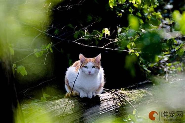 出门看见猫是什么预兆