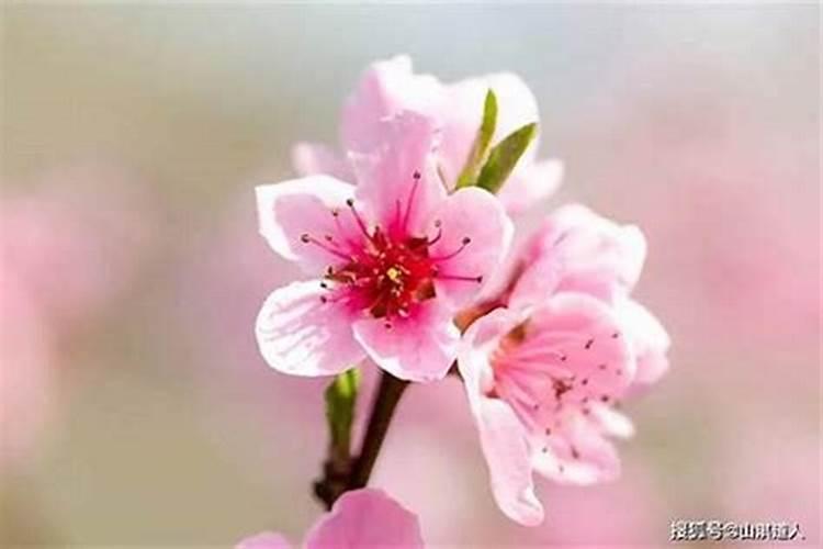 属牛的人本命年桃花运状况？