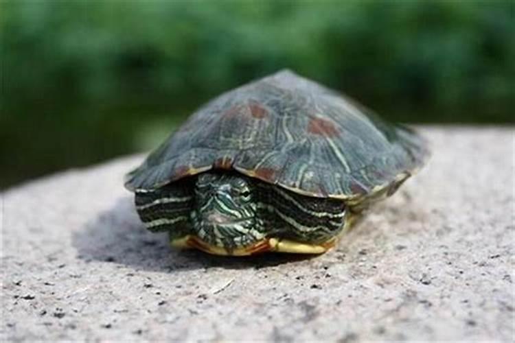 梦见大乌龟是什么征兆