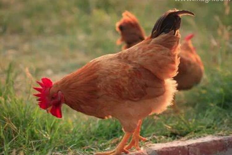 寒衣节是每年的几月几号 寒衣节是什么节日