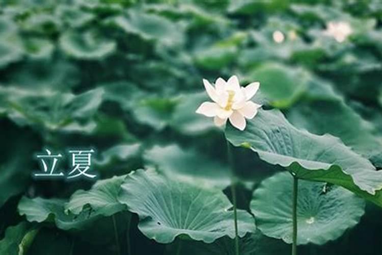 寅虎是什么命