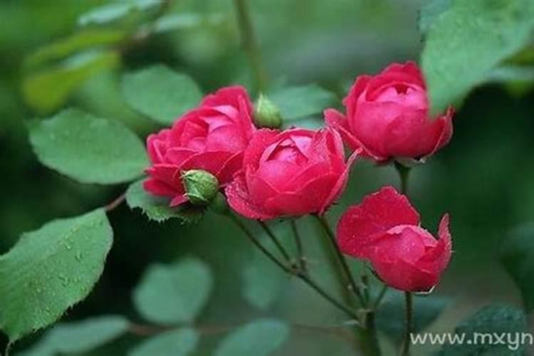 梦到玫瑰花是怎么回事 梦到玫瑰花是什么预兆