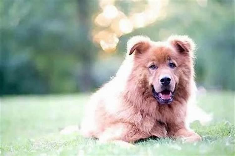 怀孕的人梦见狗是什么意思