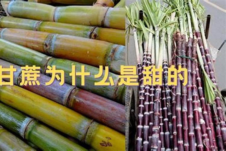 冲太岁是什么意思