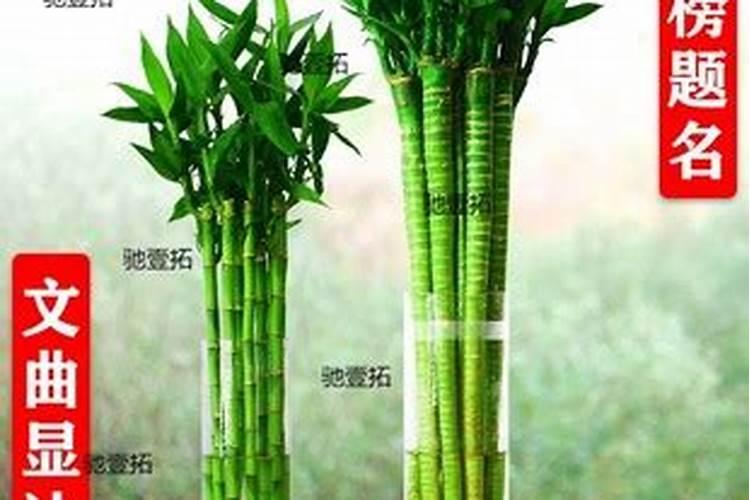 梦见自己的奶奶死了意味着什么的预兆