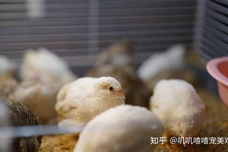 二十四节气中的“三候”指的是什么(五):清明