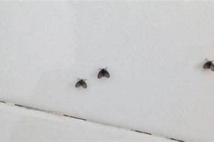 梦见密密麻麻的小虫子的预兆