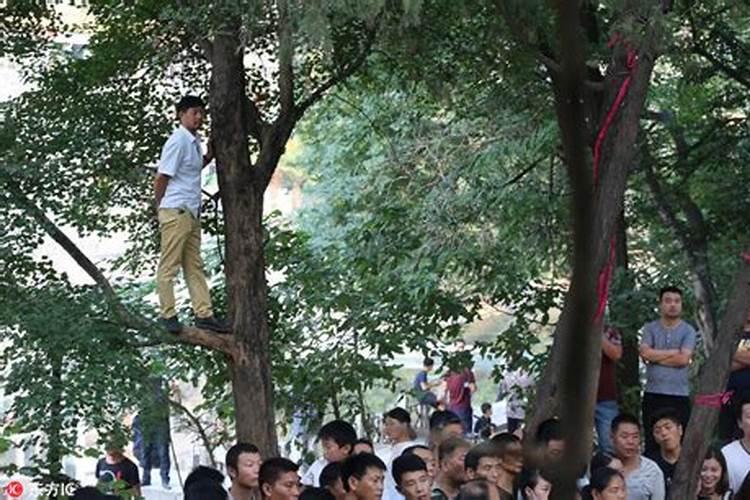 梦见上树是什么意思