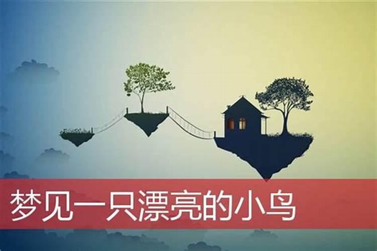 梦见与小鸟对话的预兆