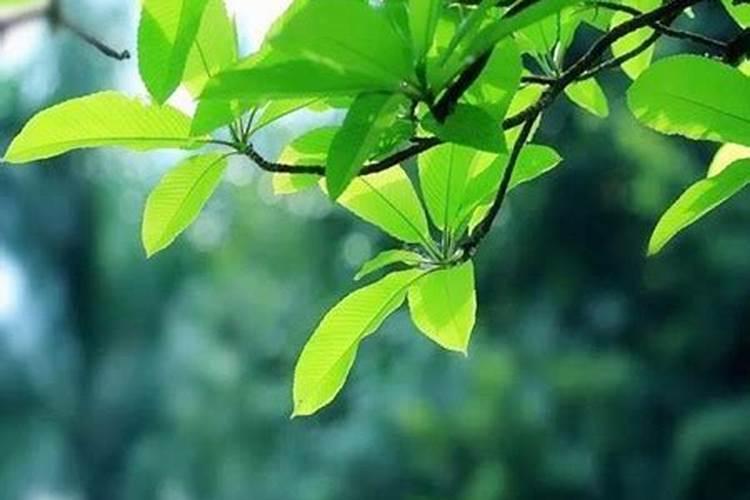 请文昌塔要注意什么 请文昌塔要注意哪些事情