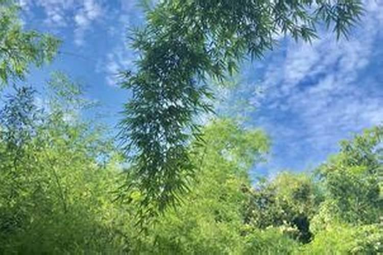 什么是天月二德
