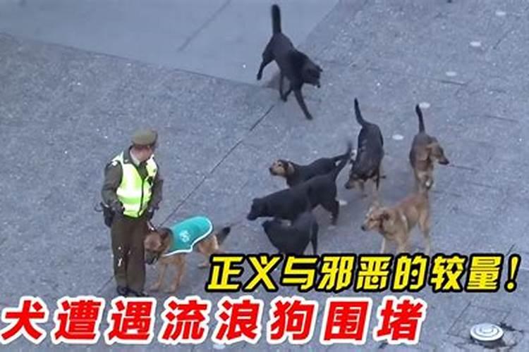 属马人在2025年的运势怎么样