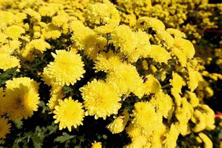 中秋节送什么花