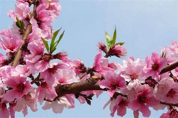 卧室桃花位放什么最旺