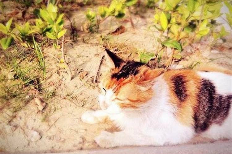 梦见猫不停咬我扑我,梦到凶狠的猫扑向自己抓咬