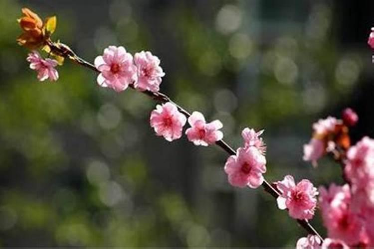 男人犯桃花煞什么表现,如何化解桃花煞