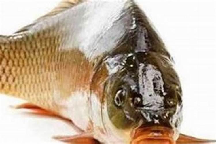 梦见鱼死了是什么意思