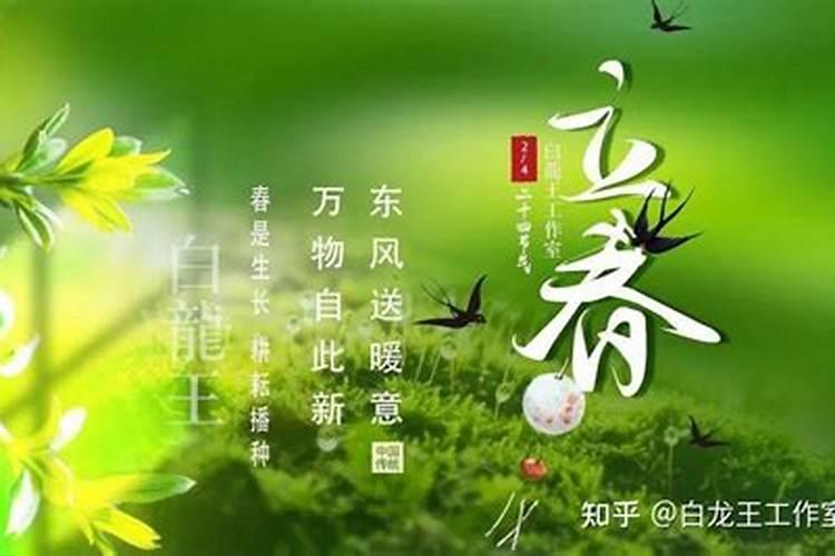 立春开什么花最旺运气