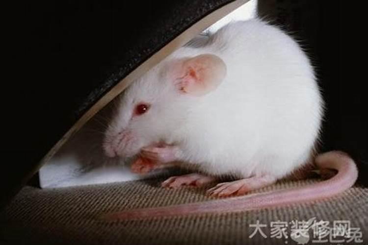 属鼠人生于农历三月好不好,属鼠的人哪个月份出生的命最好？