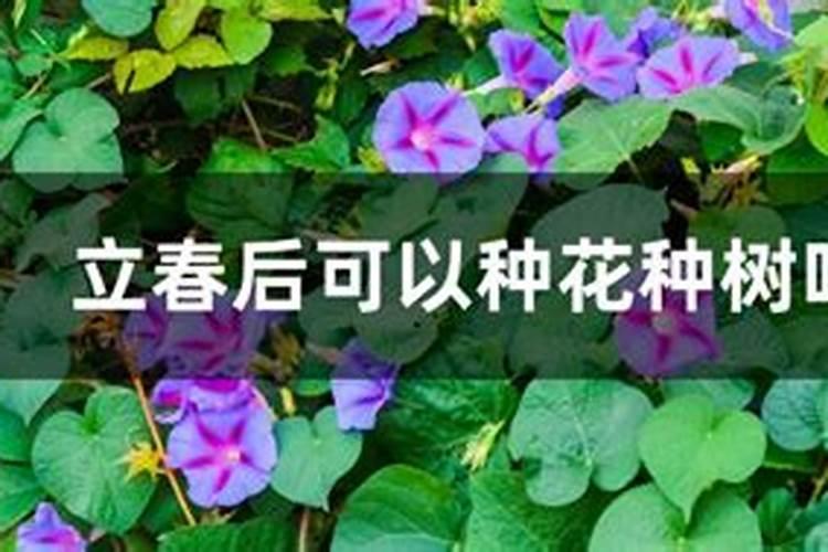 树木种植时间表种植时间表