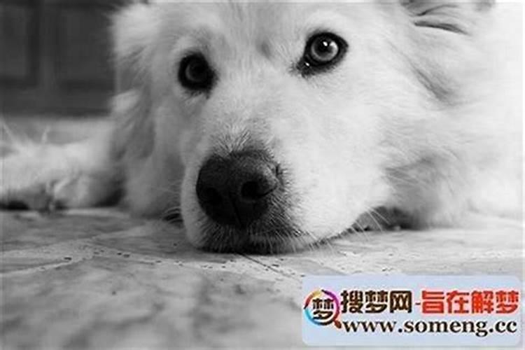 梦见狗丢了到处找狗狗
