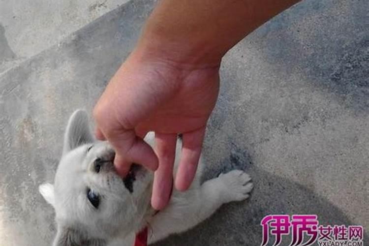 梦见自己家的狗咬人