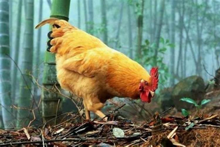 鸡人2025年每月运势及运程详解