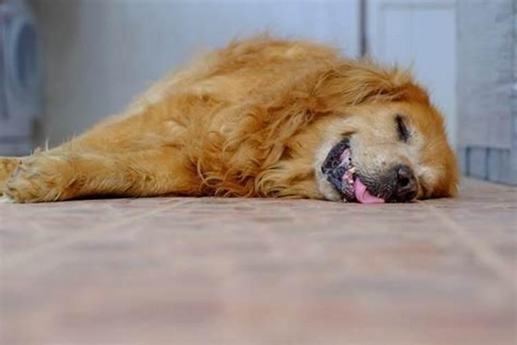 梦见大狗追我是什么意思