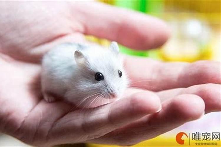 生肖牛1985年2025年运势如何 生肖牛1985年2025年全年运势