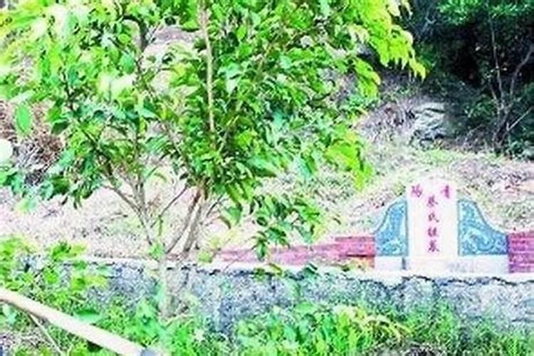 坟地松树什么时候载十月一行吗