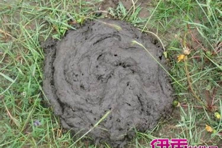 女人梦见牛粪的预兆