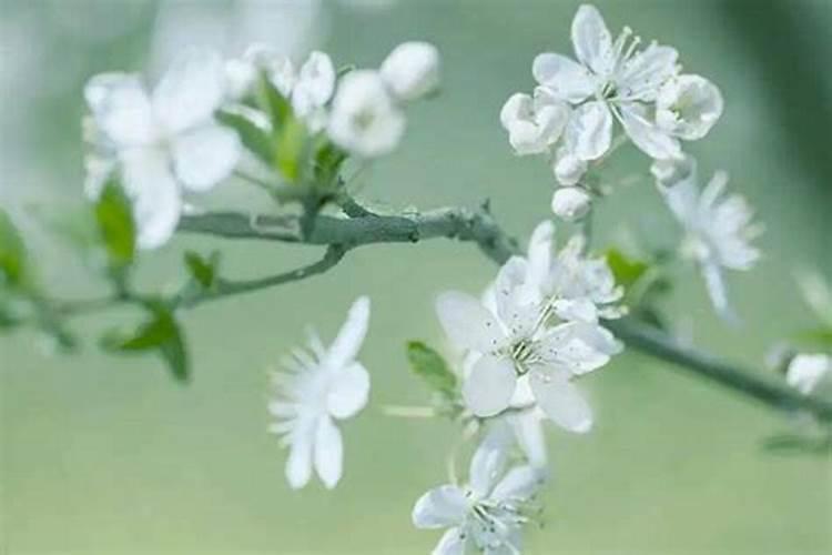 2024年4月正桃花最好的生肖 牛兔蛇感情充满温情和浪漫？