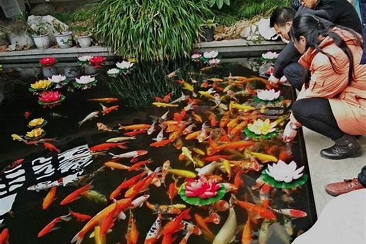 女人梦见红鲤鱼在水里游,梦到红鲤鱼,周公解梦高手,求解呀。。百度知...