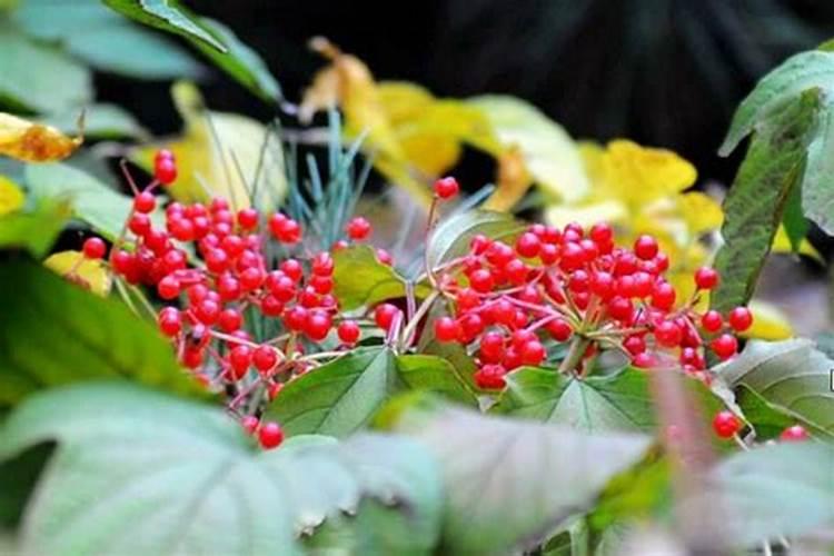 重阳节为什么要插茱萸