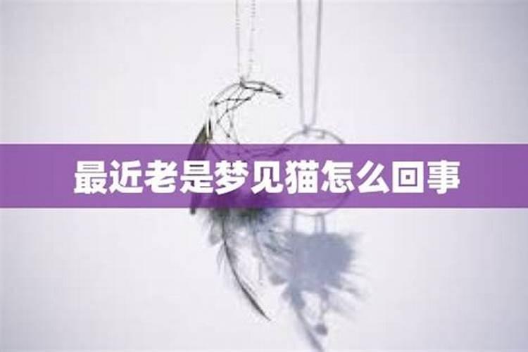 梦见猫伤人的预兆