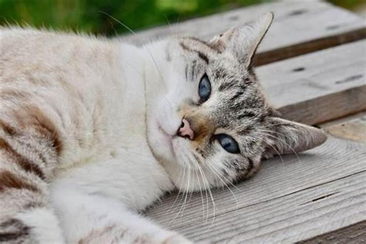 梦见猫攻击人的预兆