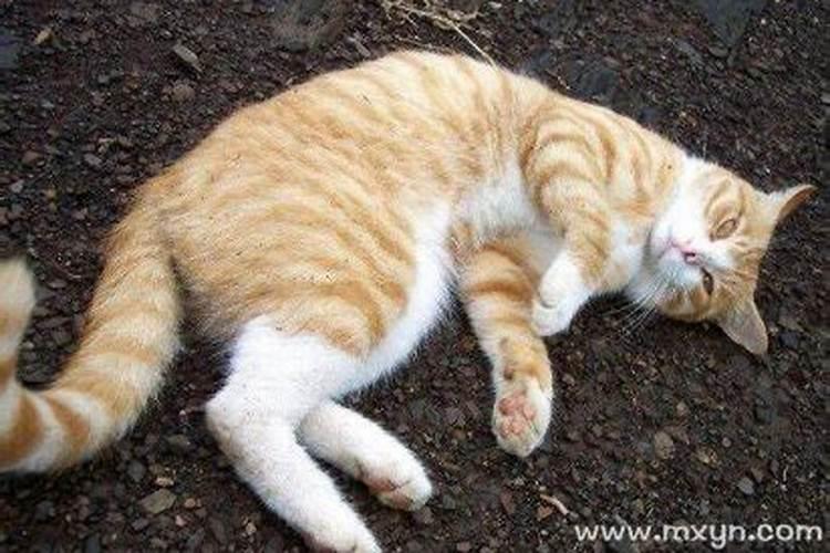 周公解梦梦见猫攻击人的寓意是什么